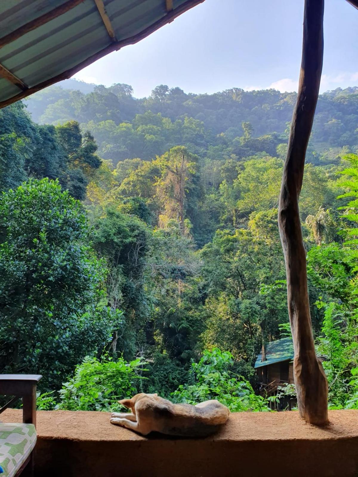 Chalet In The Jungle Pallegama Ngoại thất bức ảnh