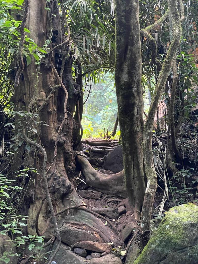 Chalet In The Jungle Pallegama Phòng bức ảnh